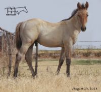 Miss Dunamita's 2023 Dun Roan Colt